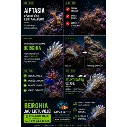 Berghia (Berghia stephanieae) – natūralus Aiptasia naikintojas