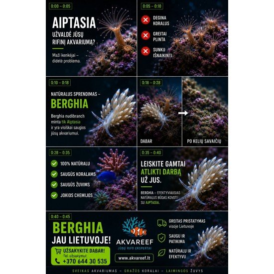 Berghia (Berghia stephanieae) – natūralus Aiptasia naikintojas