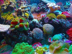 Kaip sukurti tinkamą aplinką koralams savo akvariume?