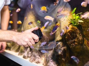 Kaip apsaugoti savo akvariumą nuo ligų ir kitų pavojų?