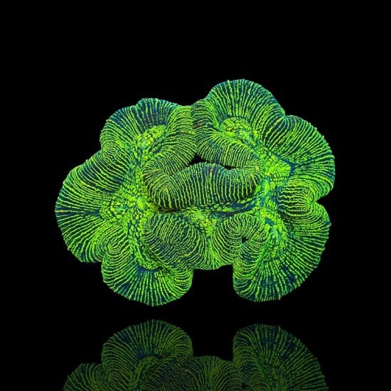 Trachyphyllia Geoffroyi - Brain Coral - A grade Australie