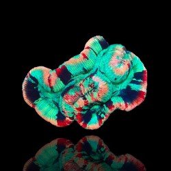 Trachyphyllia Geoffroyi - Brain Coral - A grade Australie