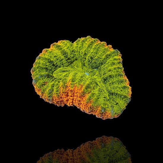 Lobophyllia sp. Multi coloured 2(rare) - Brain Coral Australia