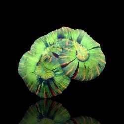 Trachyphyllia Greenish Rainbow L-dydžio