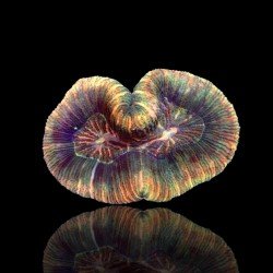 Trachyphyllia Greenish Rainbow L-Size