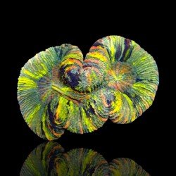 Trachyphyllia Greenish Rainbow L-dydžio