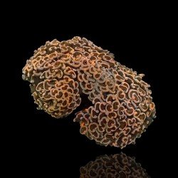 Euphyllia Ancora - Hammer Coral - Ultra Orange - Size : M