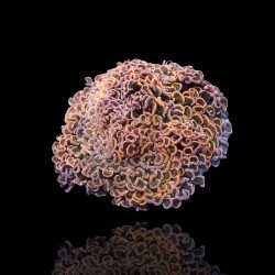 Euphyllia Ancora - Hammer Coral - Ultra Orange - Dydis : M