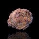 Euphyllia Ancora - Hammer Coral - Ultra Orange - Dydis : M