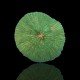 Fungia sp. different colors Australia - Plate Coral