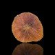 Fungia sp. different colors Australia - Plate Coral