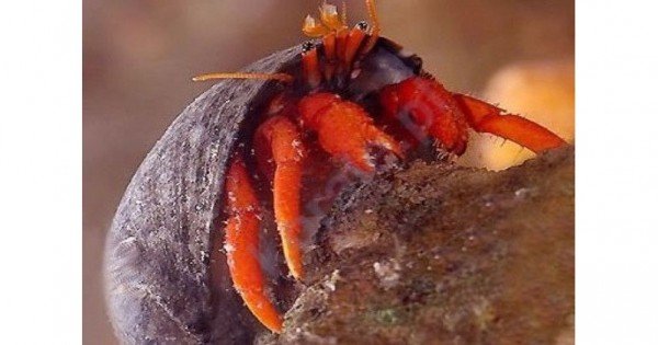 Paguristes sp. RED - Scarlet Reef Hermit Crab