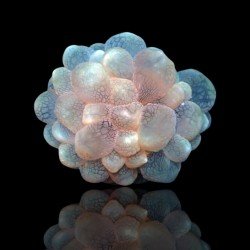 Plerogyra Sinuosa - Bubble Coral - Dydis : M