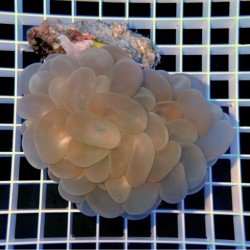 Plerogyra Sinuosa - Bubble Coral - Size : M