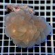 Plerogyra Sinuosa - Bubble Coral - Dydis : M