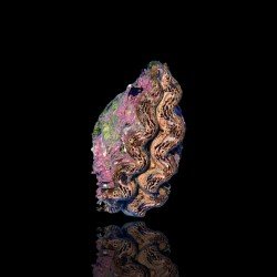 Tridacna Maxima Yellow/Gold L-size