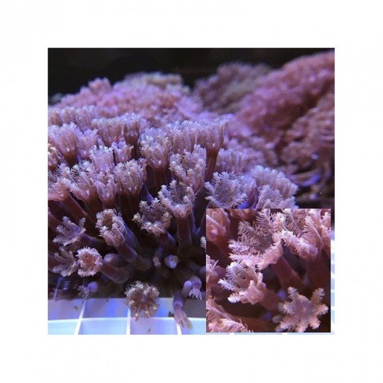 Xenia Umbelata - Waving Hand Coral