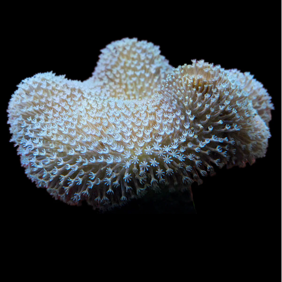 Sarcophyton koralas