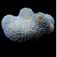 Sarcophyton koralas