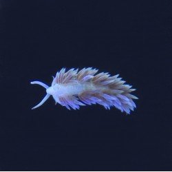 Berghia (Berghia stephanieae) – natūralus Aiptasia naikintojas