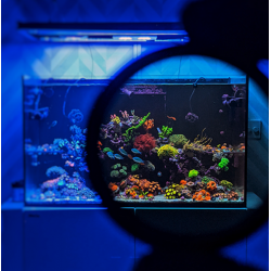 DD Coral Colour Lens XL