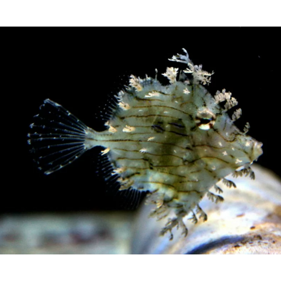 Chaetodermis penicilligerus