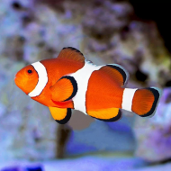 AMPHIPRION OCELLARIS ORANGE 