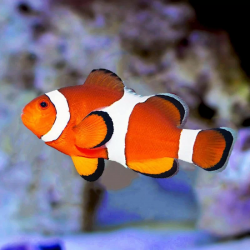 Amphiprion ocellaris / Orange Ocellaris Clownfish