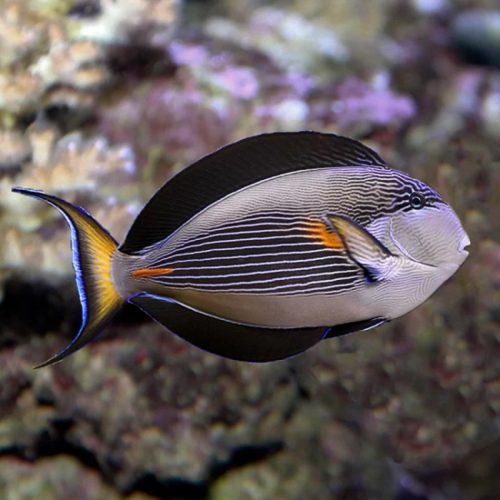 Acanthurus sohal